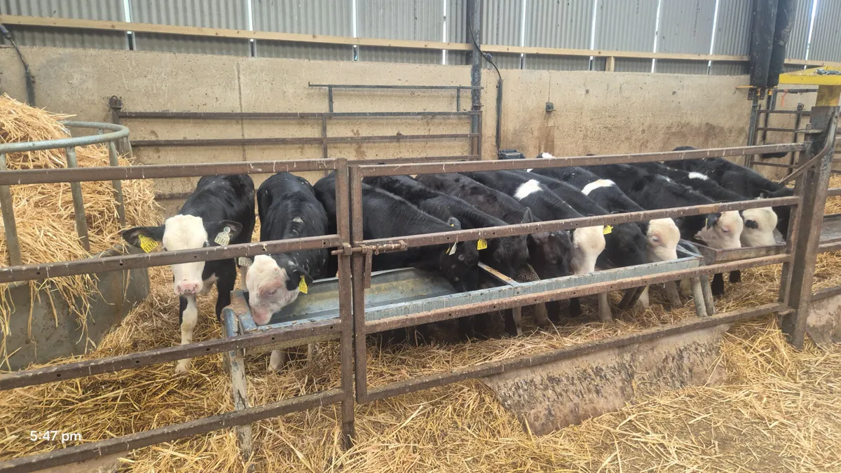 10 Reared Bull calves for sale - Image 1