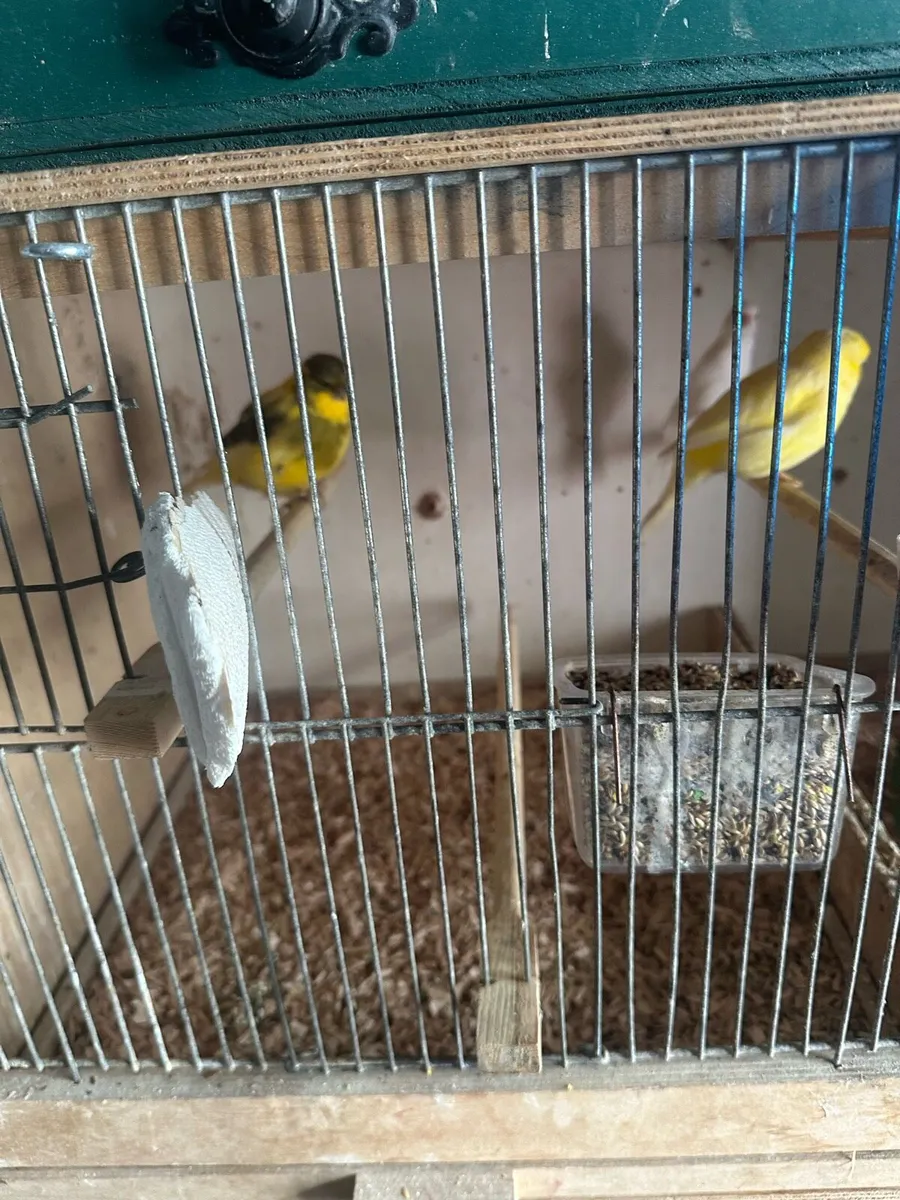 Glosters/Canary