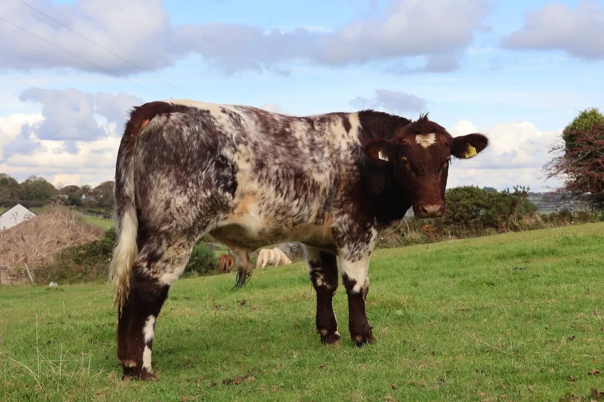 Beef Shorthorn Bull - Image 3