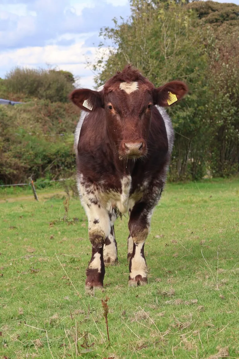 Beef Shorthorn Bull - Image 4