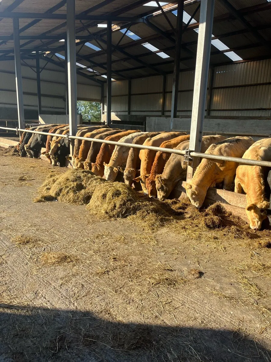 BULLS - Image 3