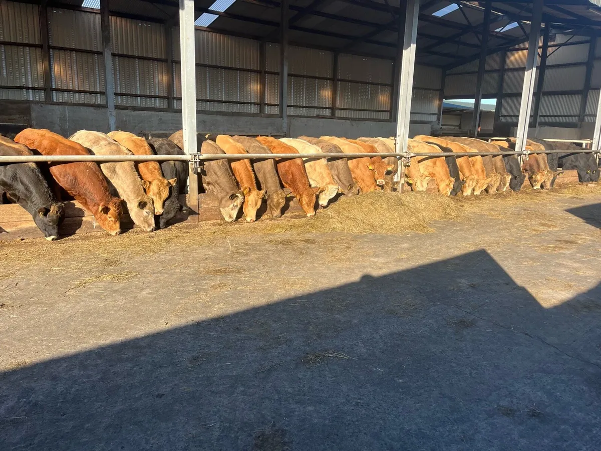 BULLS - Image 1