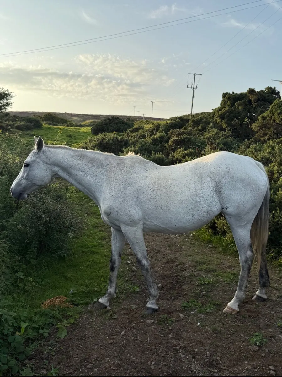 Throughbred BroodMare