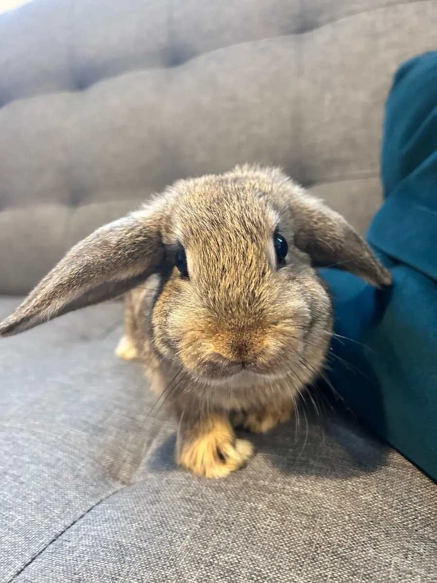Rabbits - Image 1