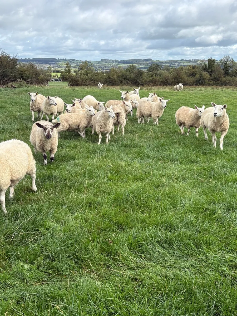 Ewe lambs