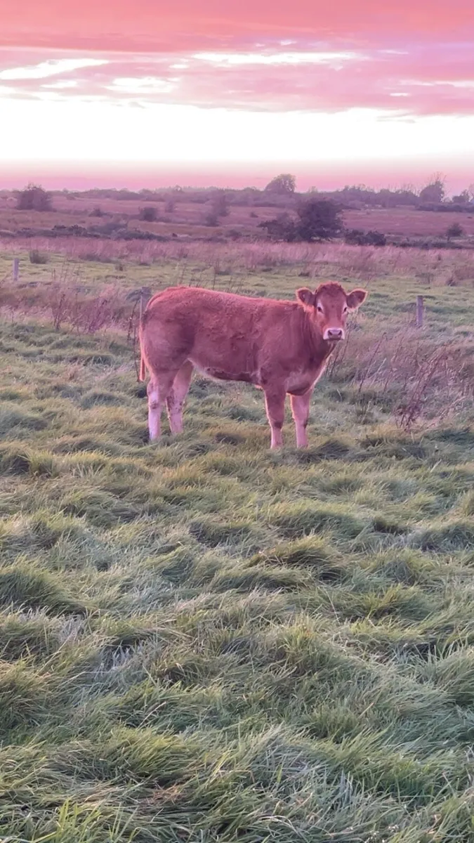 💥💥PEDIGREE LIMOUSIN HEIFER💥💥 - Image 1