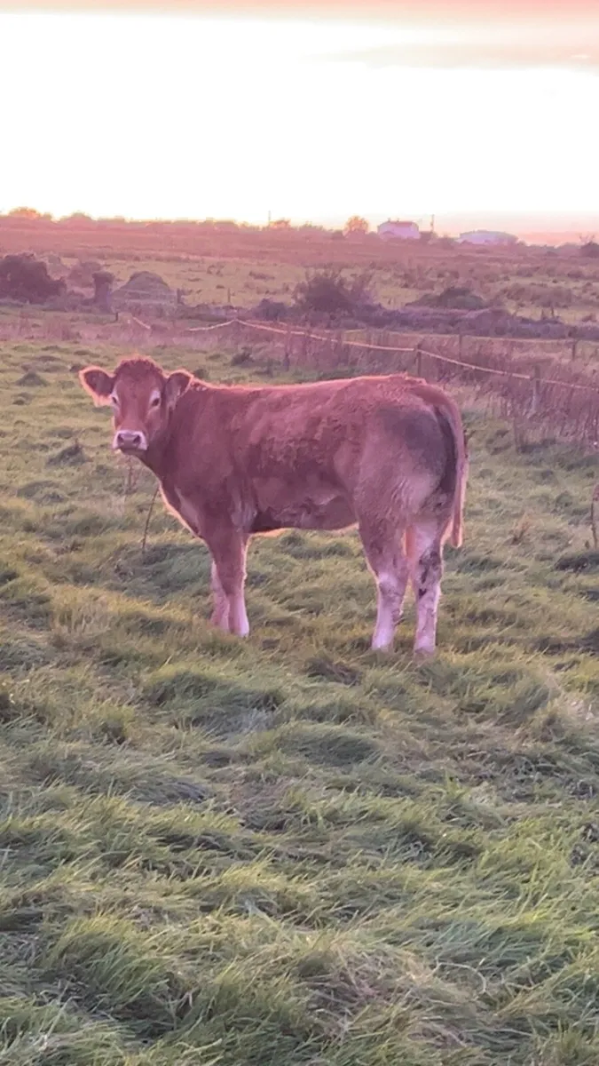 💥💥PEDIGREE LIMOUSIN HEIFER💥💥 - Image 2