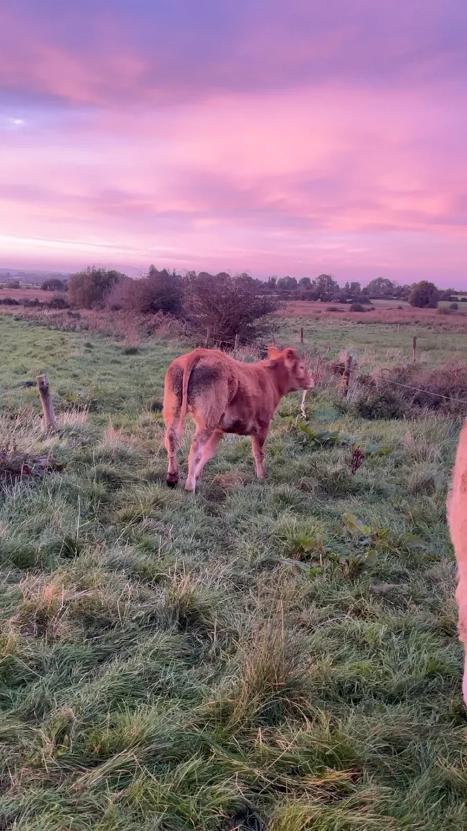 💥💥PEDIGREE LIMOUSIN HEIFER💥💥 - Image 3