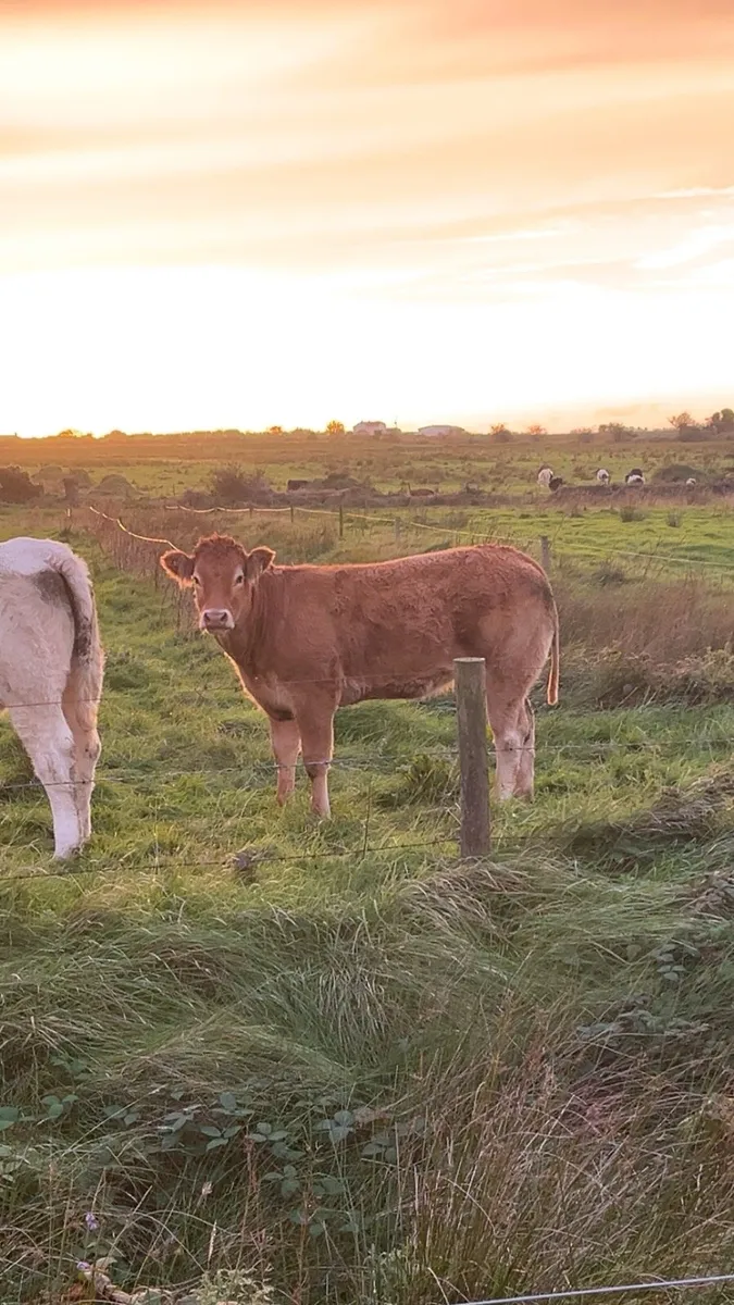 💥💥PEDIGREE LIMOUSIN HEIFER💥💥 - Image 4