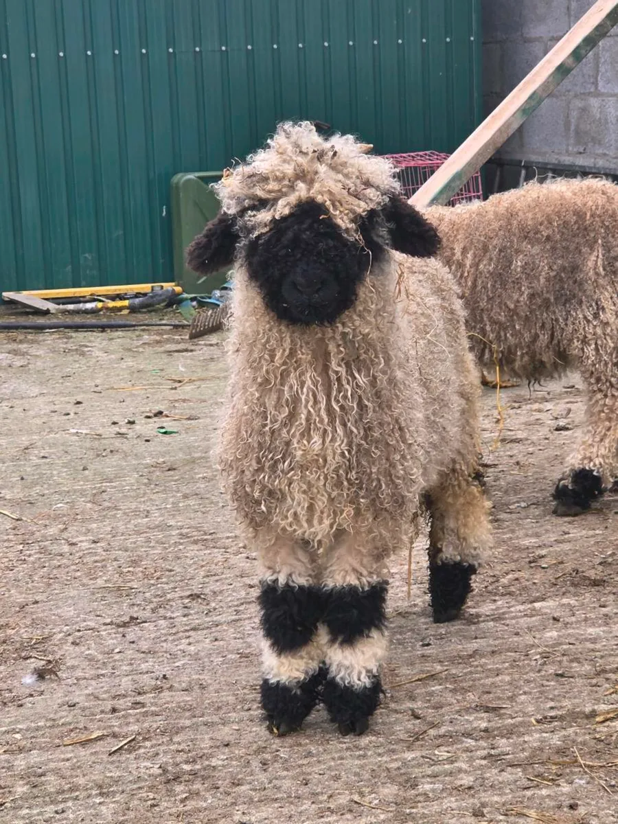 Valais blacknose - Image 4