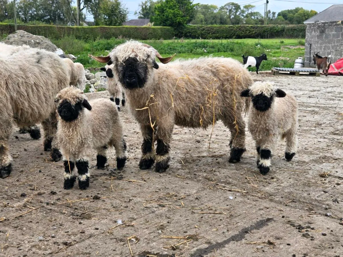 Valais blacknose - Image 2