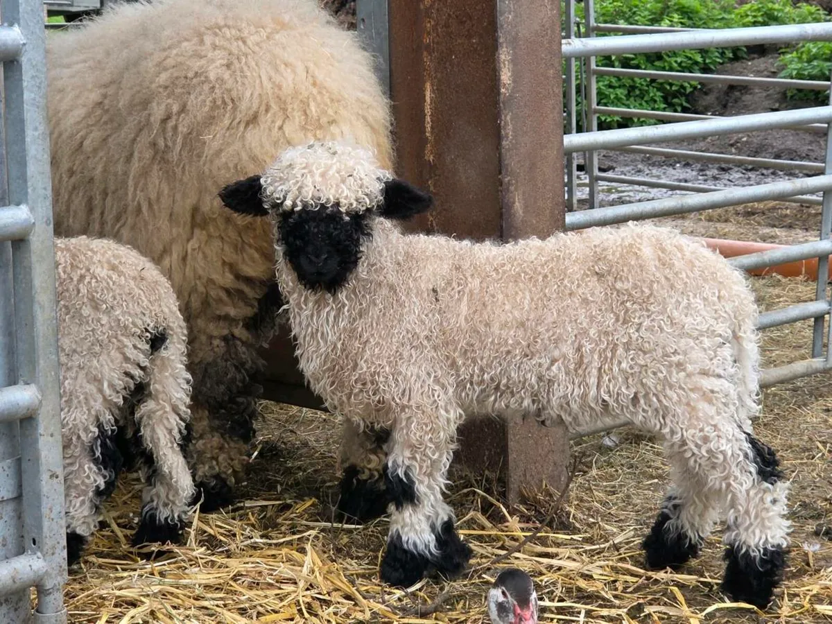 Valais blacknose - Image 1