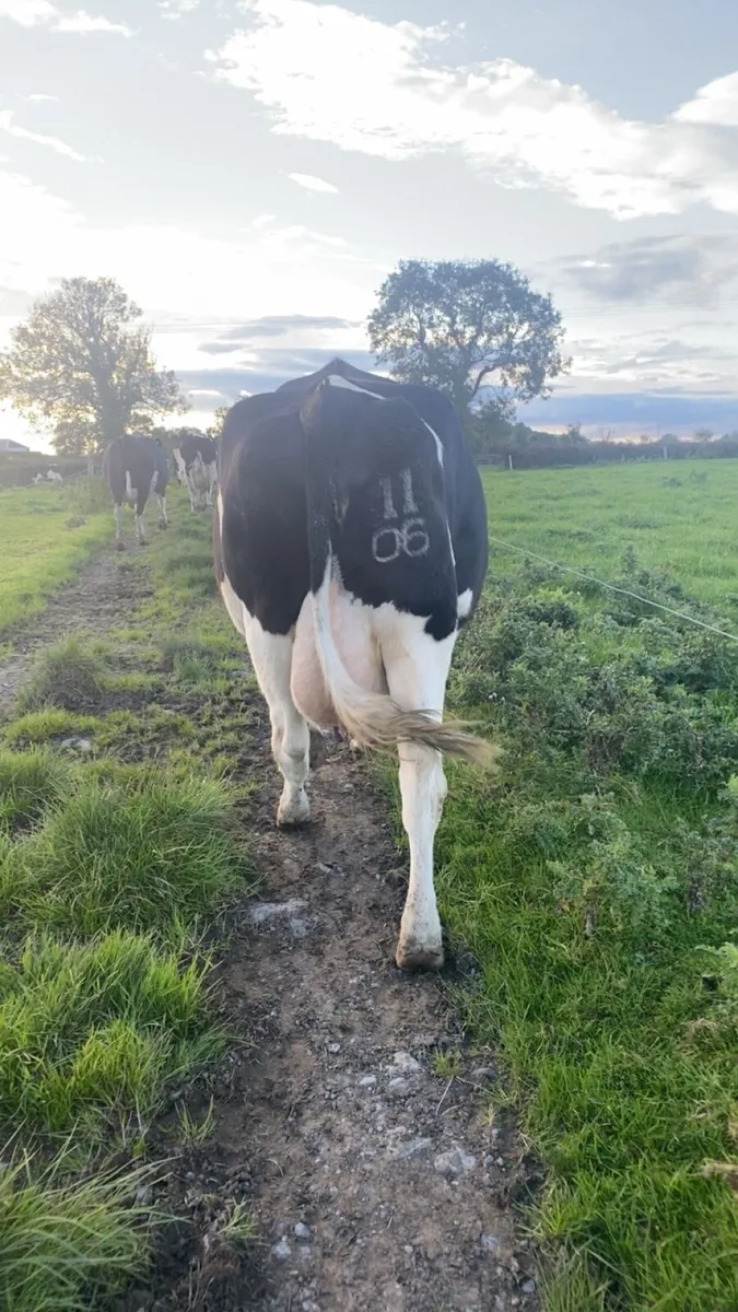 Dairy cows - Image 2