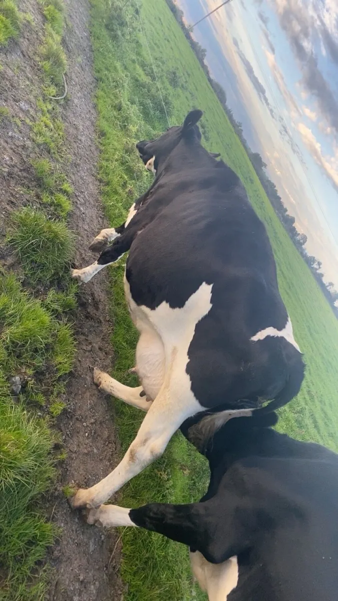 Dairy cows - Image 3
