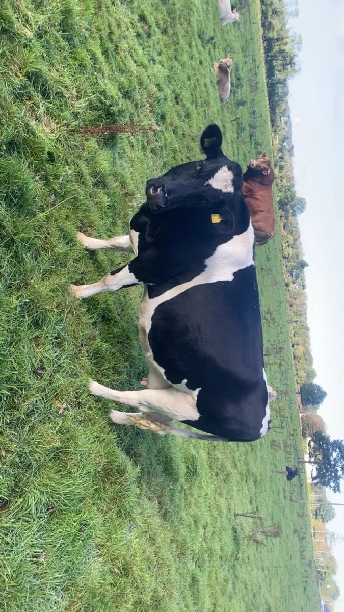 Dairy cows - Image 4