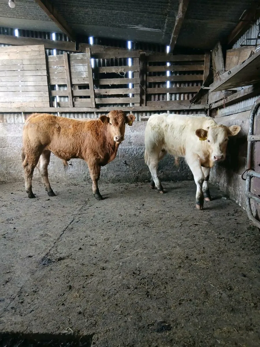 2 smashing bull weanings - Image 1