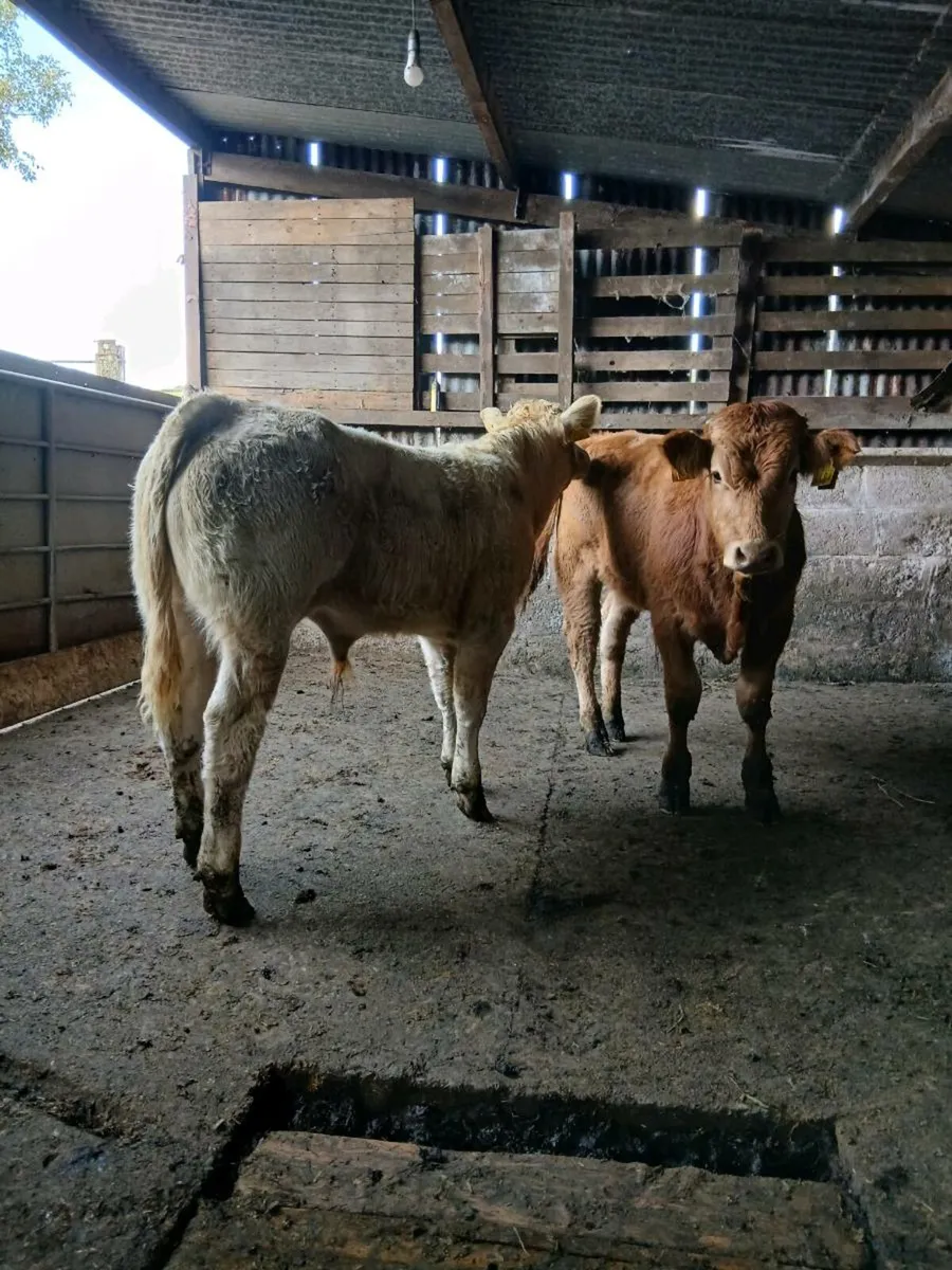 2 smashing bull weanings - Image 2