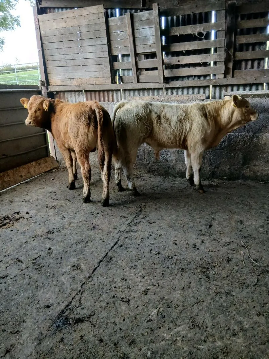 2 smashing bull weanings - Image 3