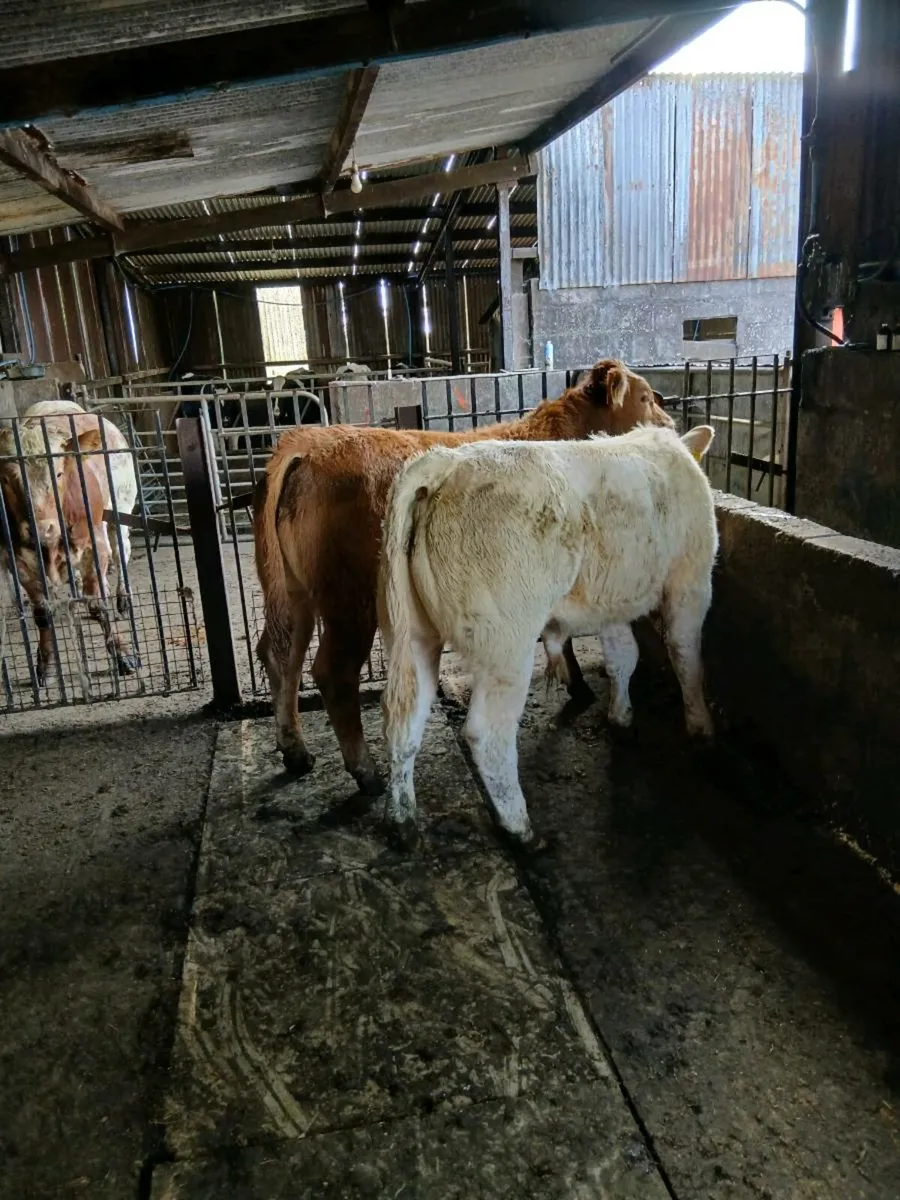2 smashing bull weanings - Image 4