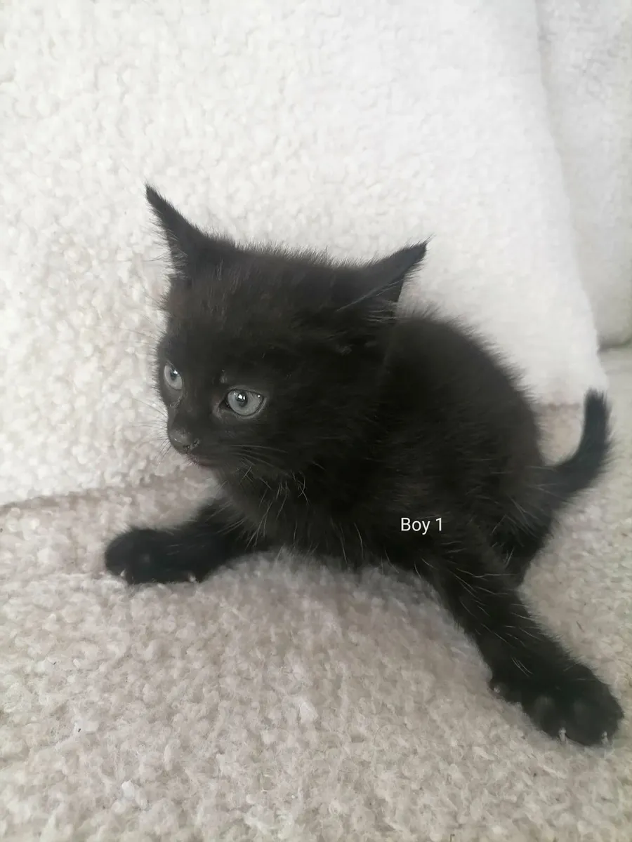 Kittens - Image 2