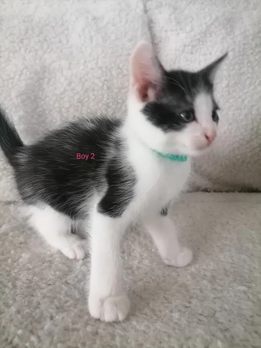 Kittens - Image 1
