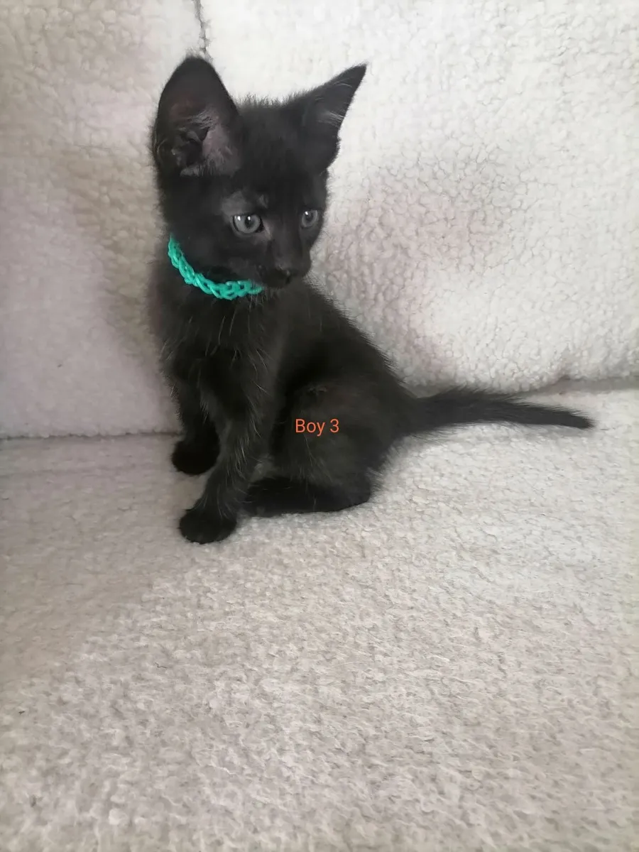 Kittens - Image 3