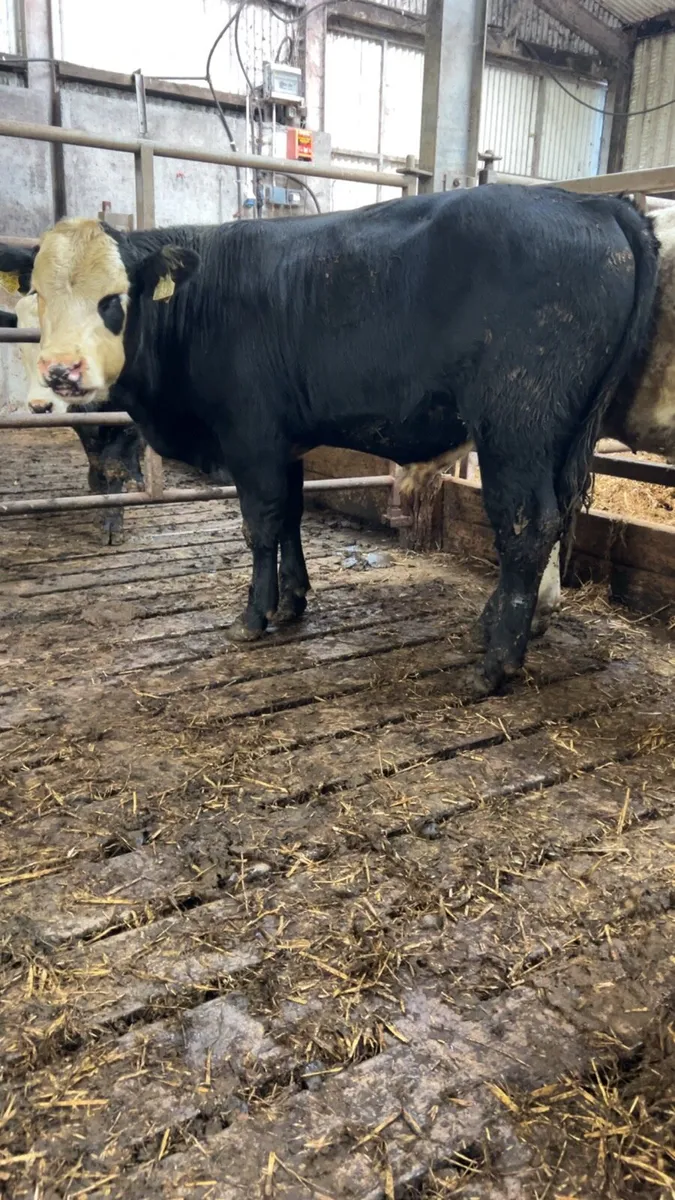 Suckler bullocks for sale - Image 1
