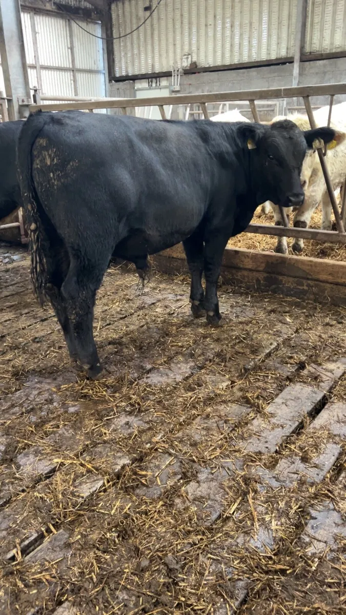 Suckler bullocks for sale - Image 2