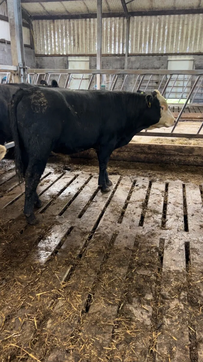 Suckler bullocks for sale - Image 3