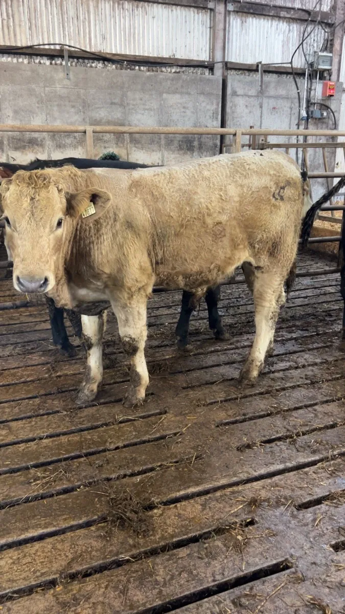 Suckler bullocks for sale - Image 4