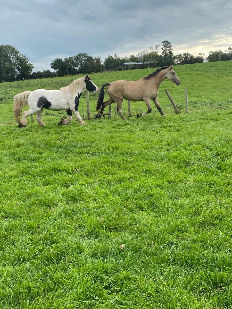 Geldings - Image 1