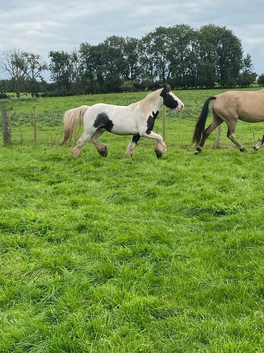 Geldings - Image 2