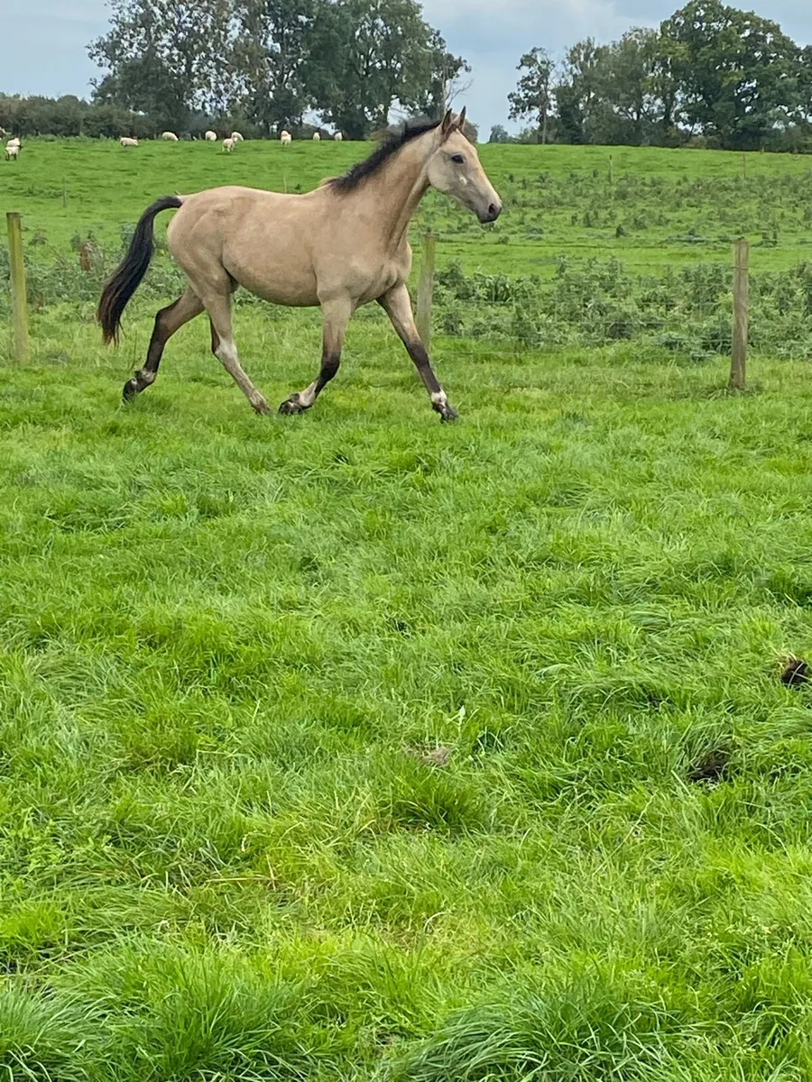 Geldings - Image 3