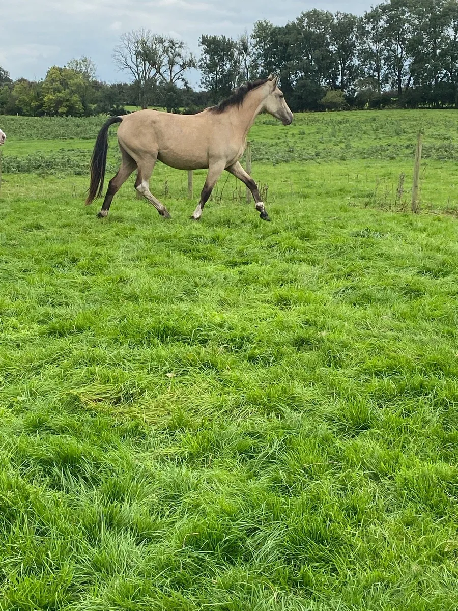 Geldings - Image 4