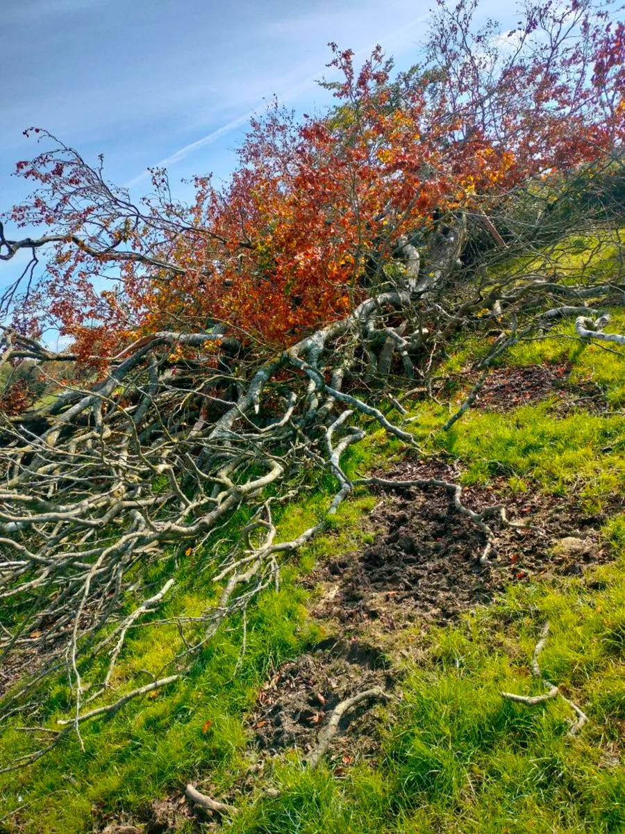 Tree - Image 1