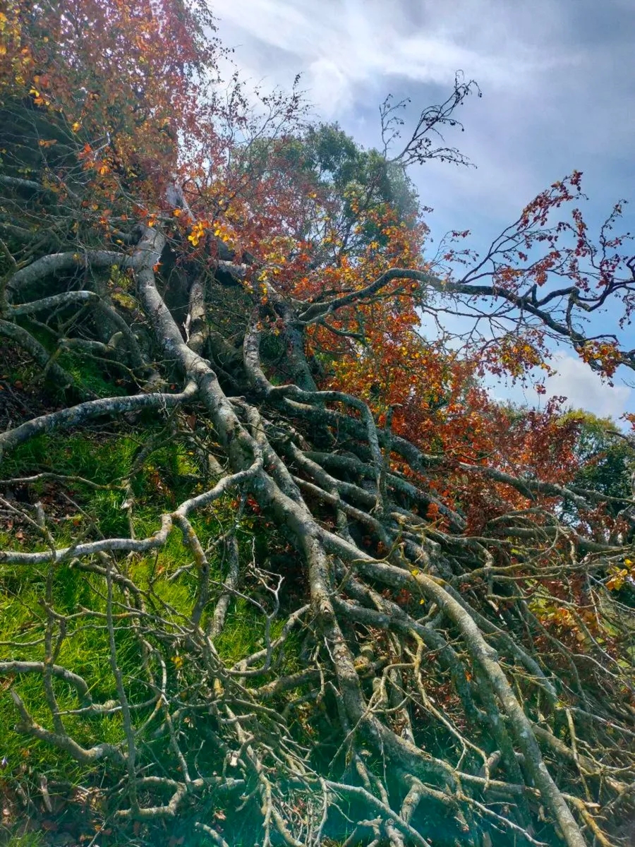 Tree - Image 2