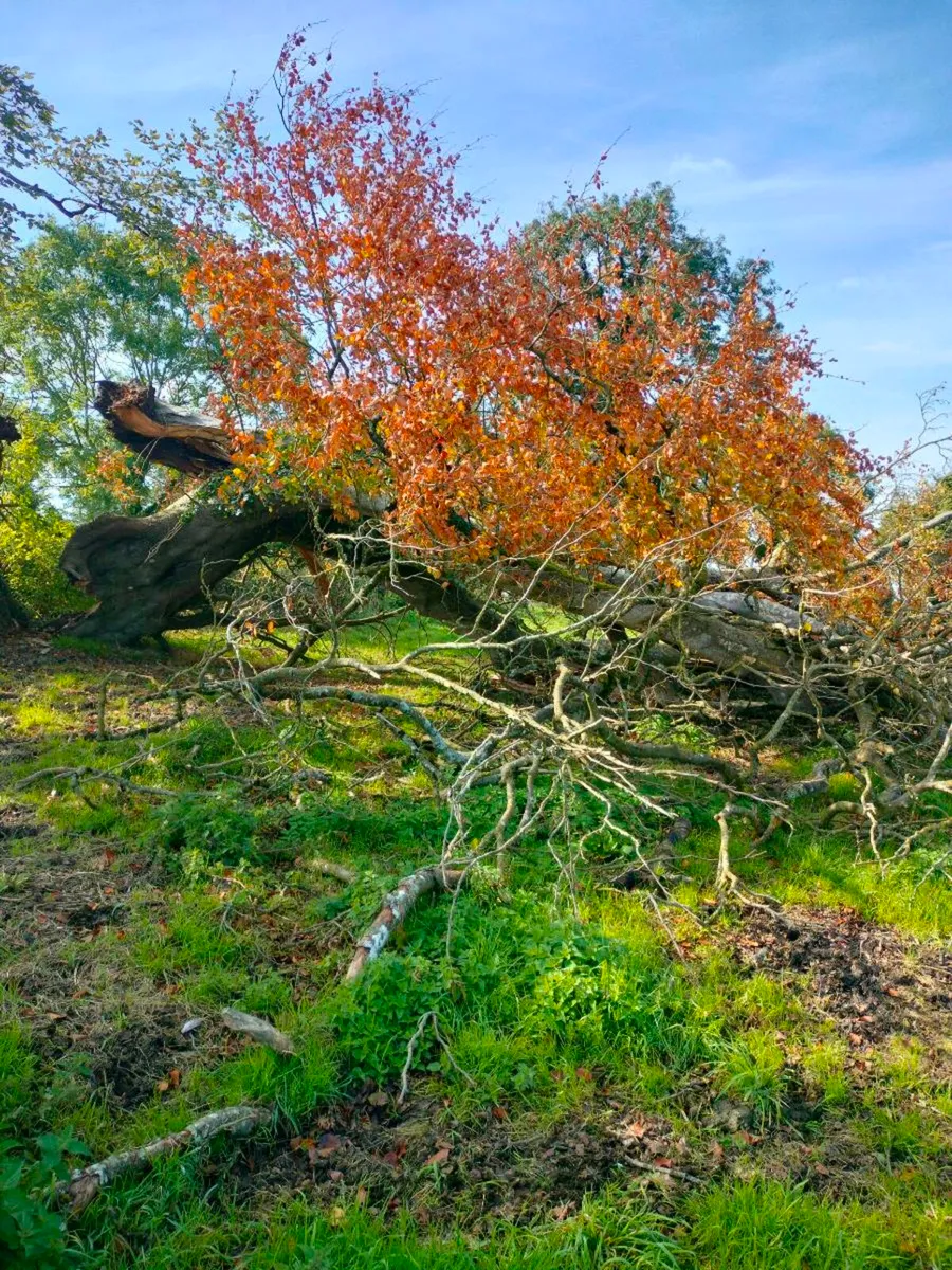 Tree - Image 3
