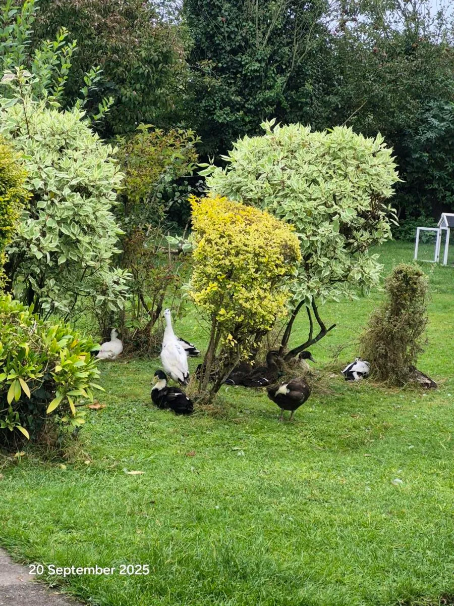 Runner ducks - Image 3