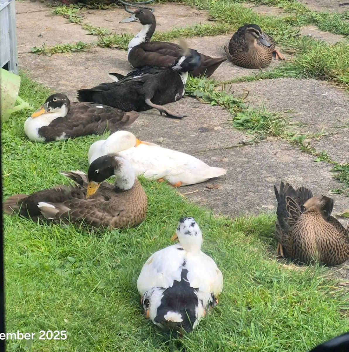 Runner ducks - Image 4