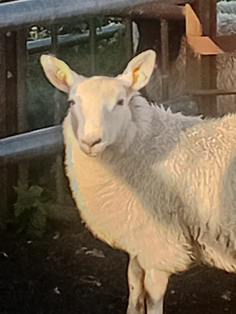 Lambs - Image 1