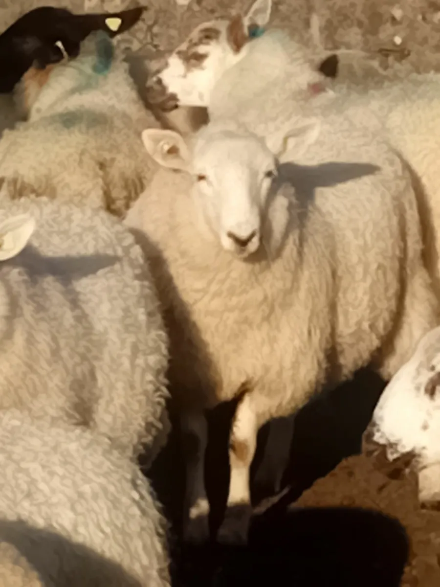 Lambs - Image 2