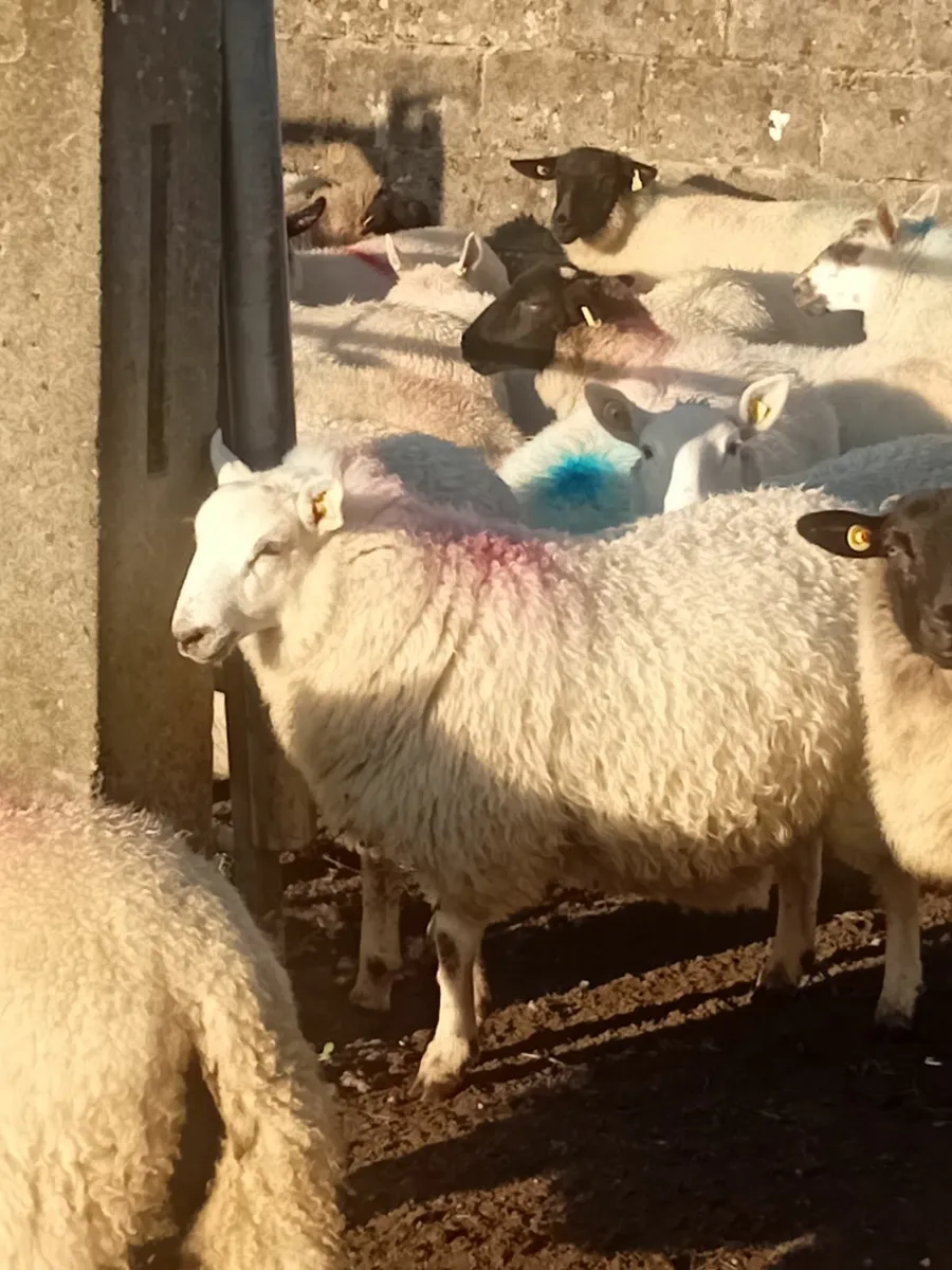 Lambs - Image 3