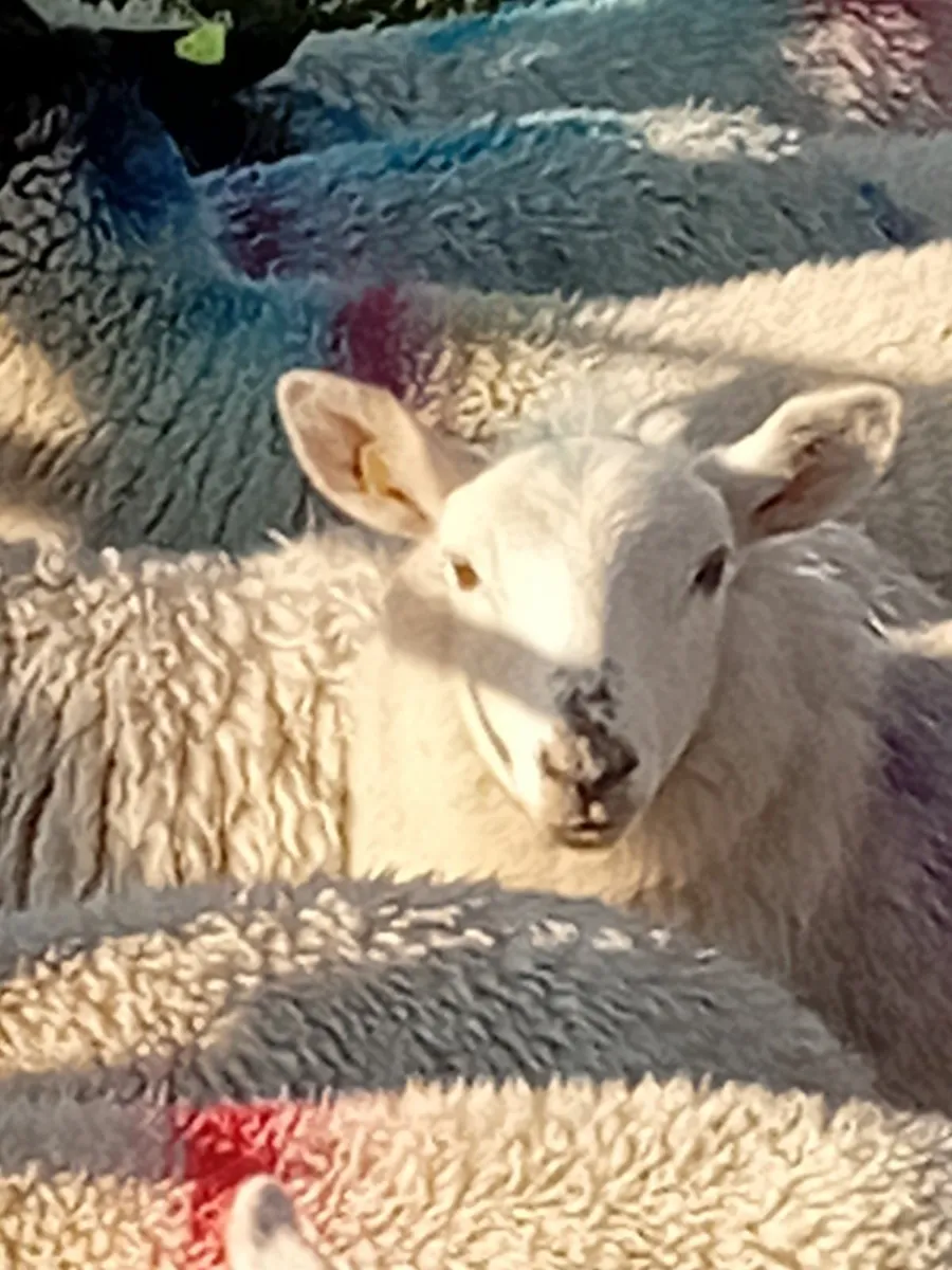 Lambs - Image 4