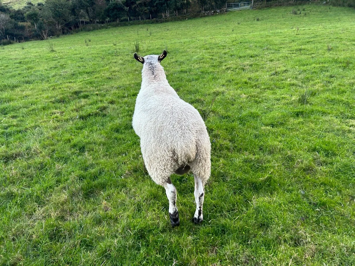Blueface leister yearling - Image 4