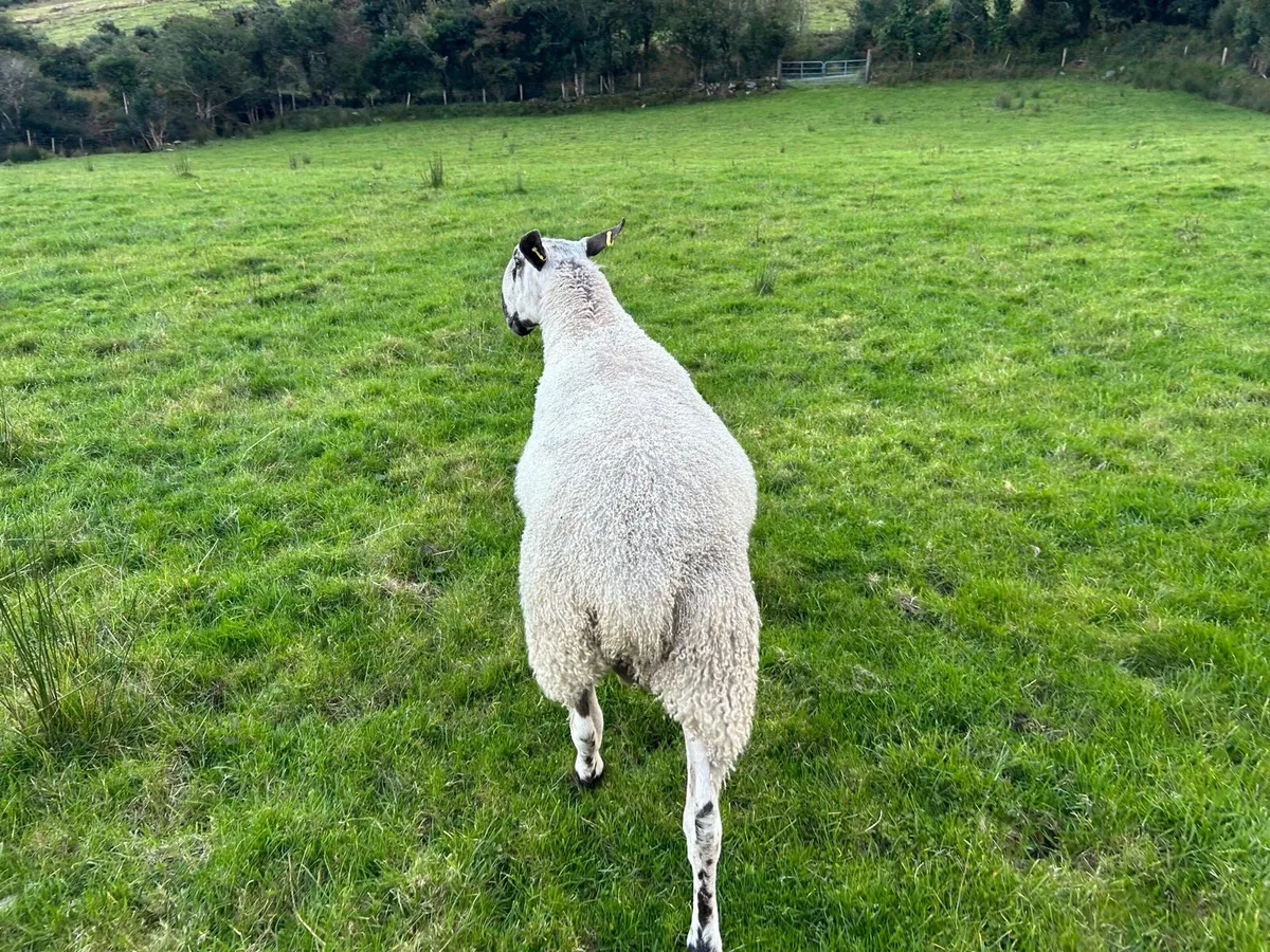 Blueface leister yearling - Image 1