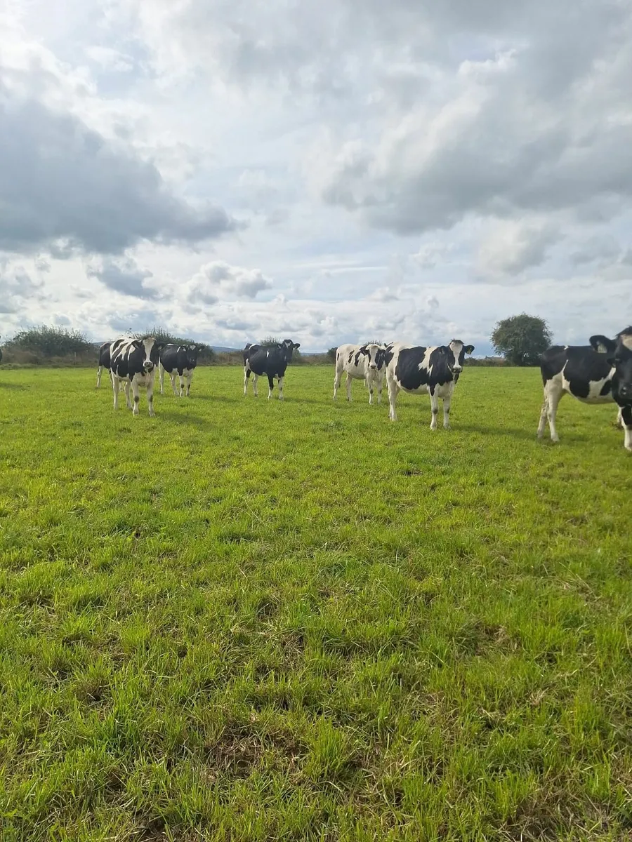 In Calf Heifers - Image 2