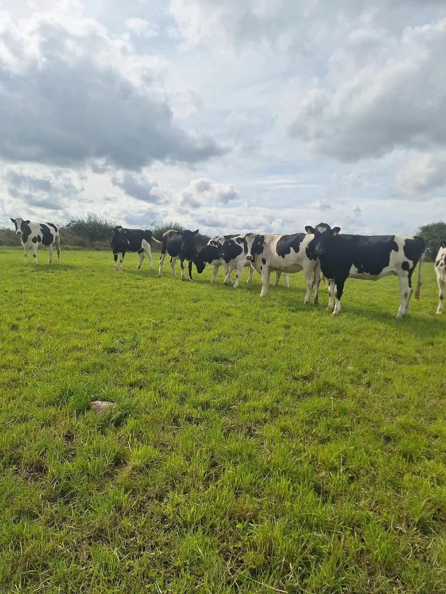 In Calf Heifers - Image 3