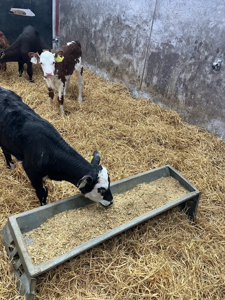 20 young Hereford heifer calves for sale - Image 1