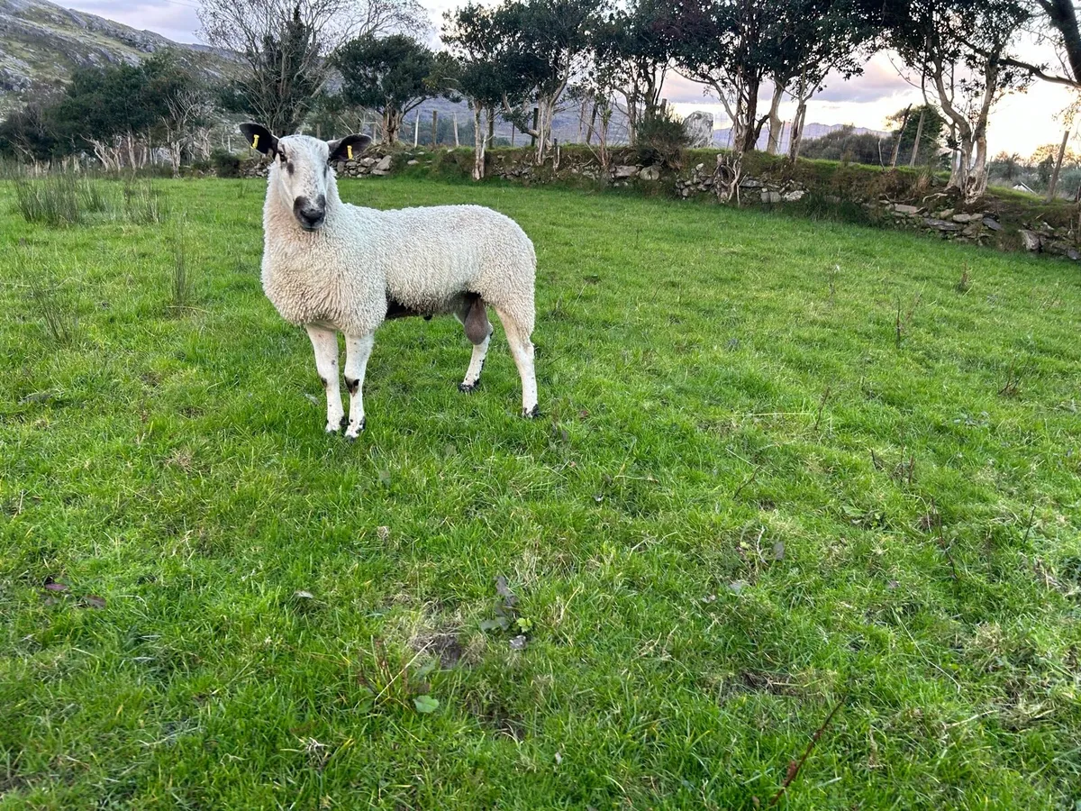 Blueface leister yearling - Image 2