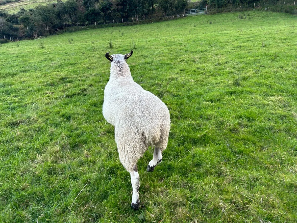 Blueface leister yearling - Image 3
